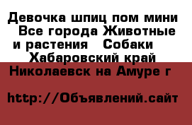 Девочка шпиц пом мини - Все города Животные и растения » Собаки   . Хабаровский край,Николаевск-на-Амуре г.